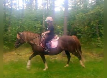 Polski kuc wierzchowy Mix, Klacz, 10 lat, 138 cm, Ciemnokasztanowata