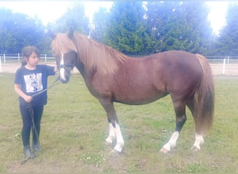 Polski kuc wierzchowy Mix, Klacz, 10 lat, 138 cm, Ciemnokasztanowata