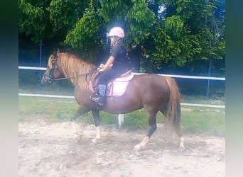 Polski kuc wierzchowy Mix, Klacz, 10 lat, 138 cm, Ciemnokasztanowata
