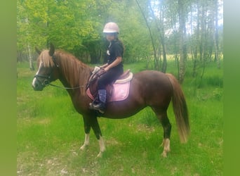 Polski kuc wierzchowy Mix, Klacz, 10 lat, 138 cm, Ciemnokasztanowata