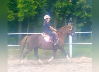 Polski kuc wierzchowy Mix, Klacz, 10 lat, 138 cm, Ciemnokasztanowata