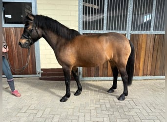 Polski kuc wierzchowy, Klacz, 10 lat, 140 cm, Gniada
