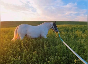 Polski kuc wierzchowy Mix, Klacz, 11 lat, 125 cm, Siwa