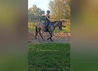 Polski kuc wierzchowy, Klacz, 4 lat, 143 cm, Gniada