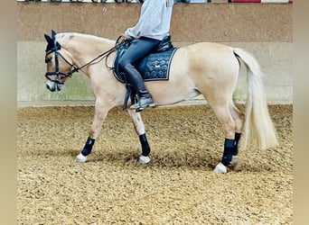 Polski kuc wierzchowy Mix, Klacz, 5 lat, 135 cm, Bułana