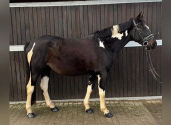 Polski kuc wierzchowy, Klacz, 5 lat, 154 cm, Srokata