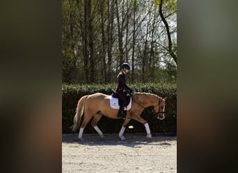 Polski kuc wierzchowy, Klacz, 6 lat, 145 cm, Izabelowata
