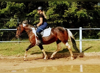 Polski kuc wierzchowy Mix, Klacz, 6 lat, 150 cm, Srokata