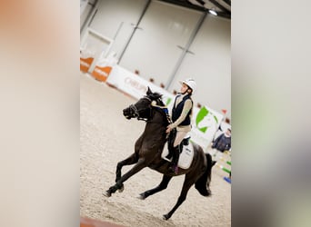 Polski kuc wierzchowy, Klacz, 8 lat, 140 cm, Kara