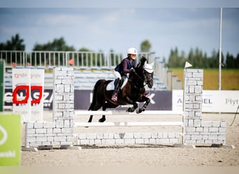 Polski kuc wierzchowy, Klacz, 8 lat, 140 cm, Kara