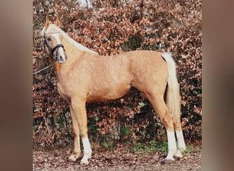 Polski kuc wierzchowy, Ogier, 3 lat, 167 cm, Izabelowata