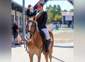 Polski kuc wierzchowy, Wałach, 11 lat, 138 cm, Izabelowata