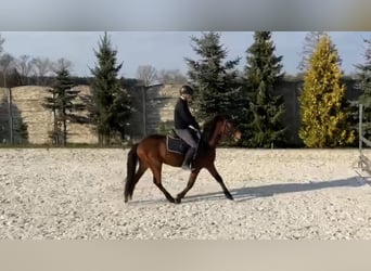 Polski kuc wierzchowy, Wałach, 3 lat, 142 cm, Gniada