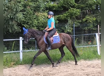 Polski kuc wierzchowy Mix, Wałach, 4 lat, 152 cm, Skarogniada