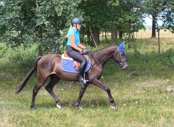 Polski kuc wierzchowy Mix, Wałach, 4 lat, 152 cm, Skarogniada