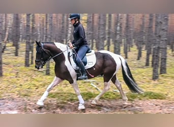 Polski kuc wierzchowy Mix, Wałach, 5 lat, 153 cm, Srokata