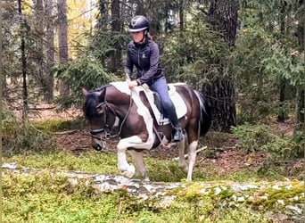 Polski kuc wierzchowy Mix, Wałach, 5 lat, 153 cm, Srokata