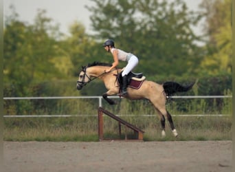 Polski kuc wierzchowy, Wałach, 6 lat, 144 cm, Bułana