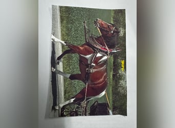 Polski kuc wierzchowy, Wałach, 7 lat, 139 cm, Srokata