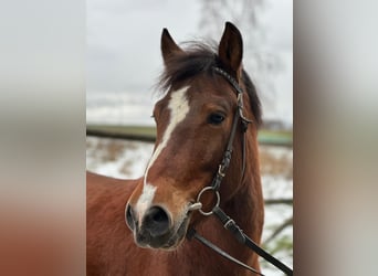 Polski kuc wierzchowy, Wałach, 7 lat, 139 cm, Srokata