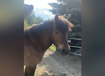 Polski kuc wierzchowy Mix, Wałach, 8 lat, 143 cm, Gniada