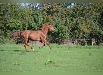 Polskt halvblod, Hingst, 2 år, 162 cm, fux