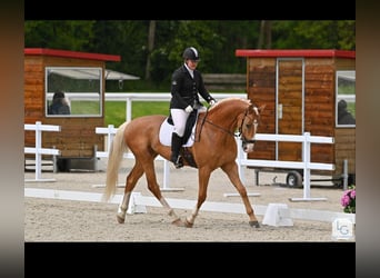 Polnisches Halbblut, Hengst, 2 Jahre, 165 cm, Palomino