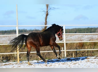 Polskt halvblod, Hingst, 2 år, 168 cm, Brun