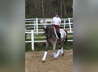 Polskt halvblod, Hingst, 4 år, 165 cm, Leopard-Piebald