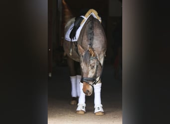 Polskt halvblod, Hingst, 4 år, 165 cm, Leopard-Piebald