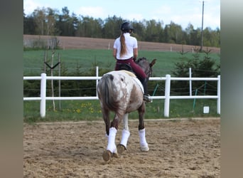 Polskt halvblod, Hingst, 4 år, 165 cm, Leopard-Piebald