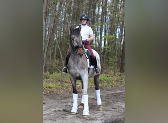 Polskt halvblod, Hingst, 4 år, 165 cm, Leopard-Piebald