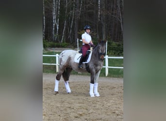 Polskt halvblod, Hingst, 4 år, 165 cm, Leopard-Piebald