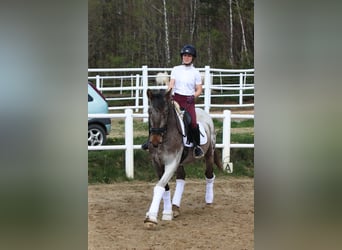 Polskt halvblod, Hingst, 4 år, 165 cm, Leopard-Piebald