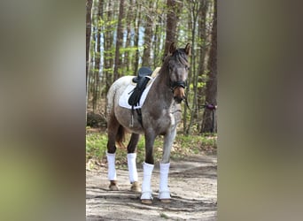 Polskt halvblod, Hingst, 4 år, 165 cm, Leopard-Piebald