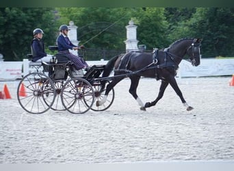 Polnisches Halbblut, Hengst, 8 Jahre, 167 cm, Rappe