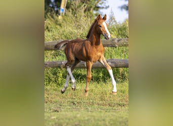 Polskt halvblod, Hingst, Föl (06/2024), 165 cm, fux