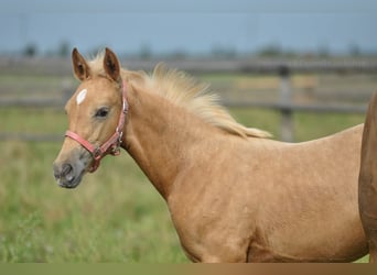 Polnisches Halbblut, Stute, Fohlen (05/2024), 168 cm, Palomino