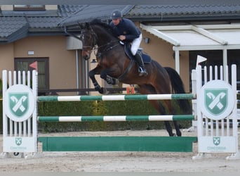 Polskt halvblod, Valack, 10 år, 168 cm, Rökfärgad svart