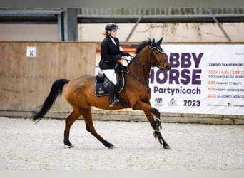 Polskt halvblod, Valack, 12 år, 170 cm, Brun
