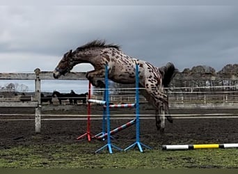 Polskt halvblod, Valack, 3 år, 165 cm, Leopard-Piebald