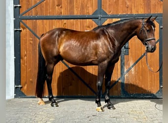 Polskt halvblod, Valack, 4 år, 165 cm, Mörkbrun