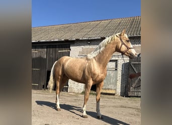 Polnisches Warmblut, Hengst, 2 Jahre, 167 cm, Palomino