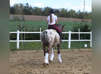 Polnisches Warmblut, Hengst, 4 Jahre, 165 cm, Tigerschecke