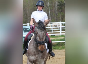 Polnisches Warmblut, Hengst, 4 Jahre, 165 cm, Tigerschecke