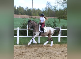 Polnisches Warmblut, Hengst, 4 Jahre, 165 cm, Tigerschecke