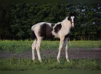 Polskt varmblod, Hingst, Föl (06/2024), 170 cm, Pinto