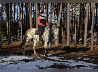 Polskt varmblod Blandning, Sto, 10 år, 162 cm, Leopard-Piebald