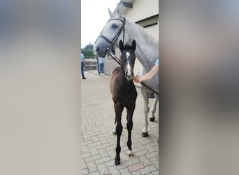 Polskt varmblod, Sto, 17 år, 166 cm, Grå