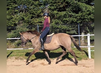 Polnisches Warmblut Blandning, Stute, 3 Jahre, 162 cm, Falbe